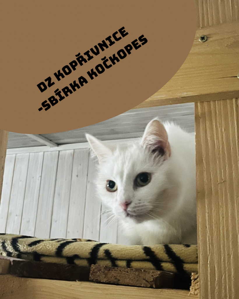 KOČKOPES DĚTSKÉHO  ZASTUPITELSTVA